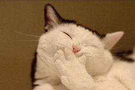 捂嘴笑图片搞笑,揭秘那些让人忍俊不禁的瞬间